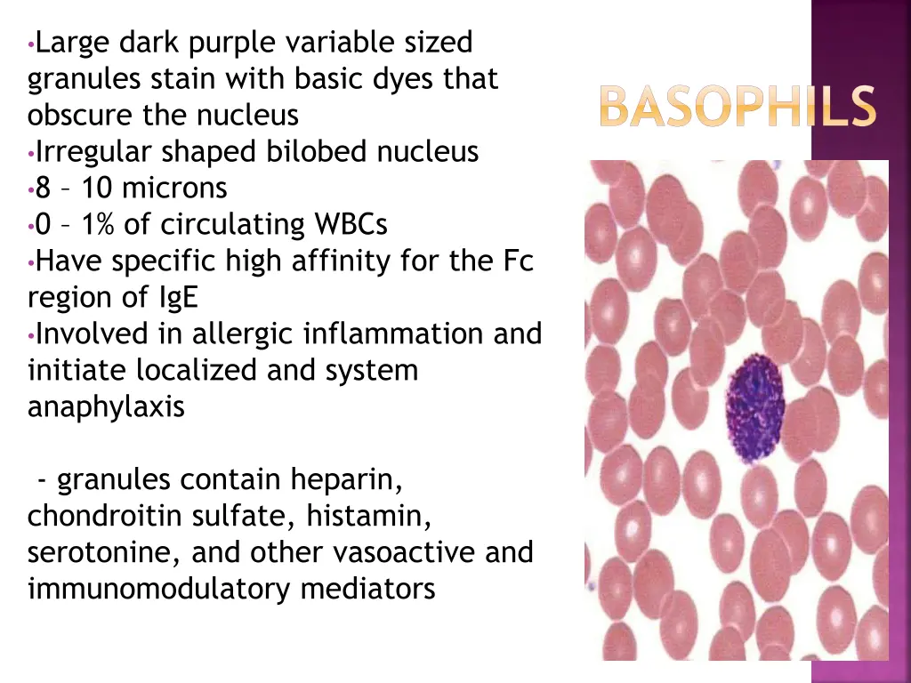 large dark purple variable sized granules stain