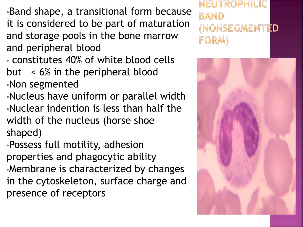 neutrophilic band nonsegmented form