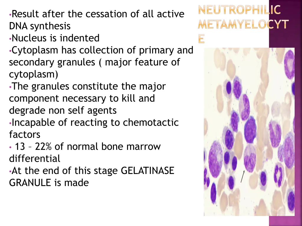 neutrophilic metamyelocyt e