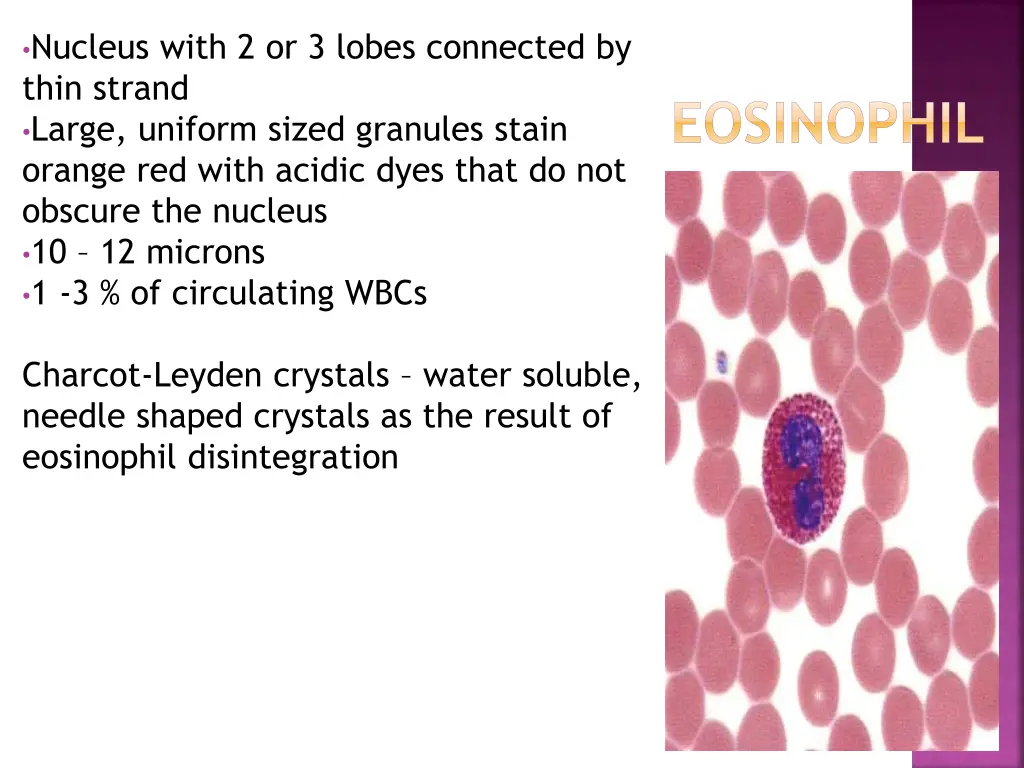 nucleus with 2 or 3 lobes connected by thin