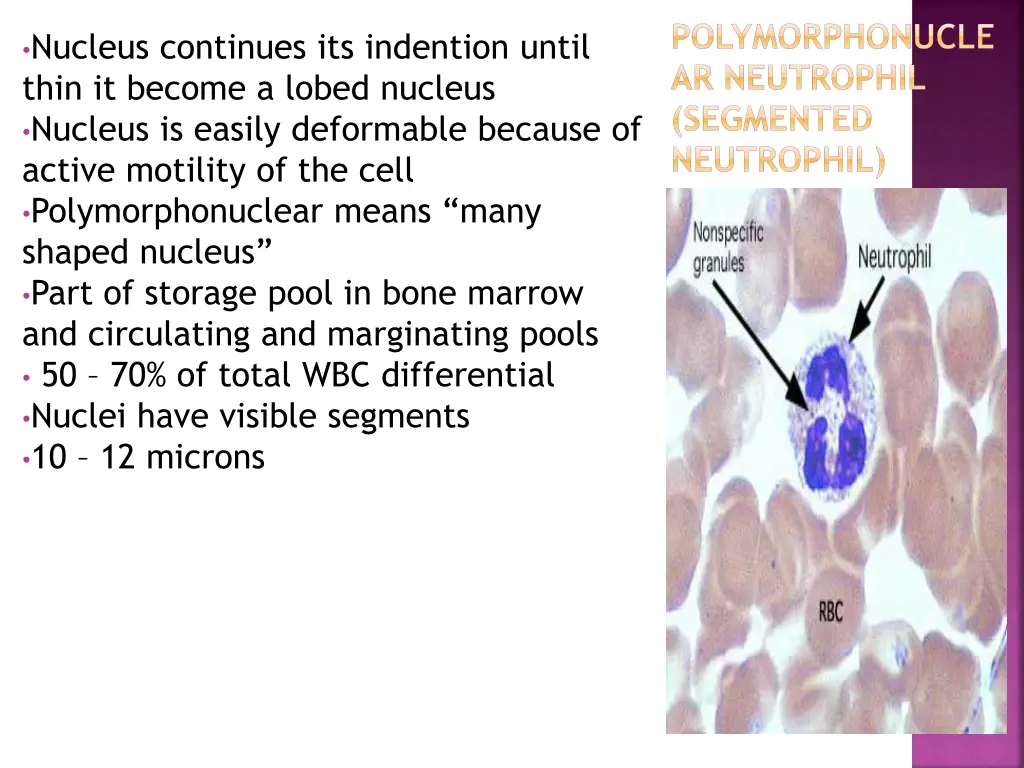 polymorphonucle ar neutrophil segmented neutrophil