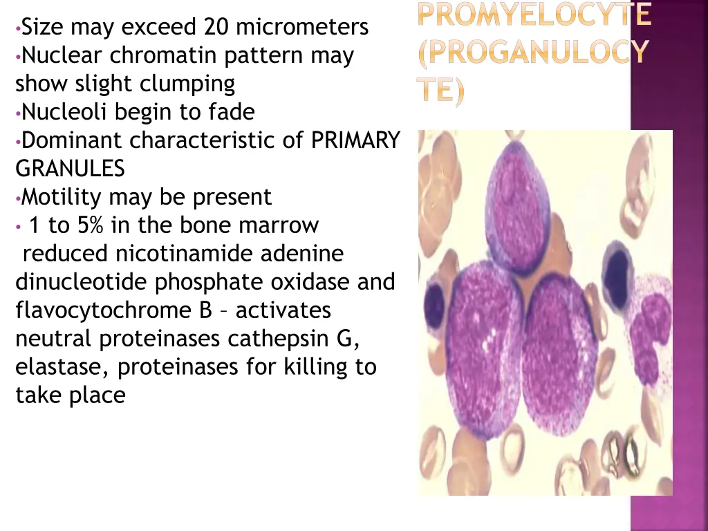 promyelocyte proganulocy te