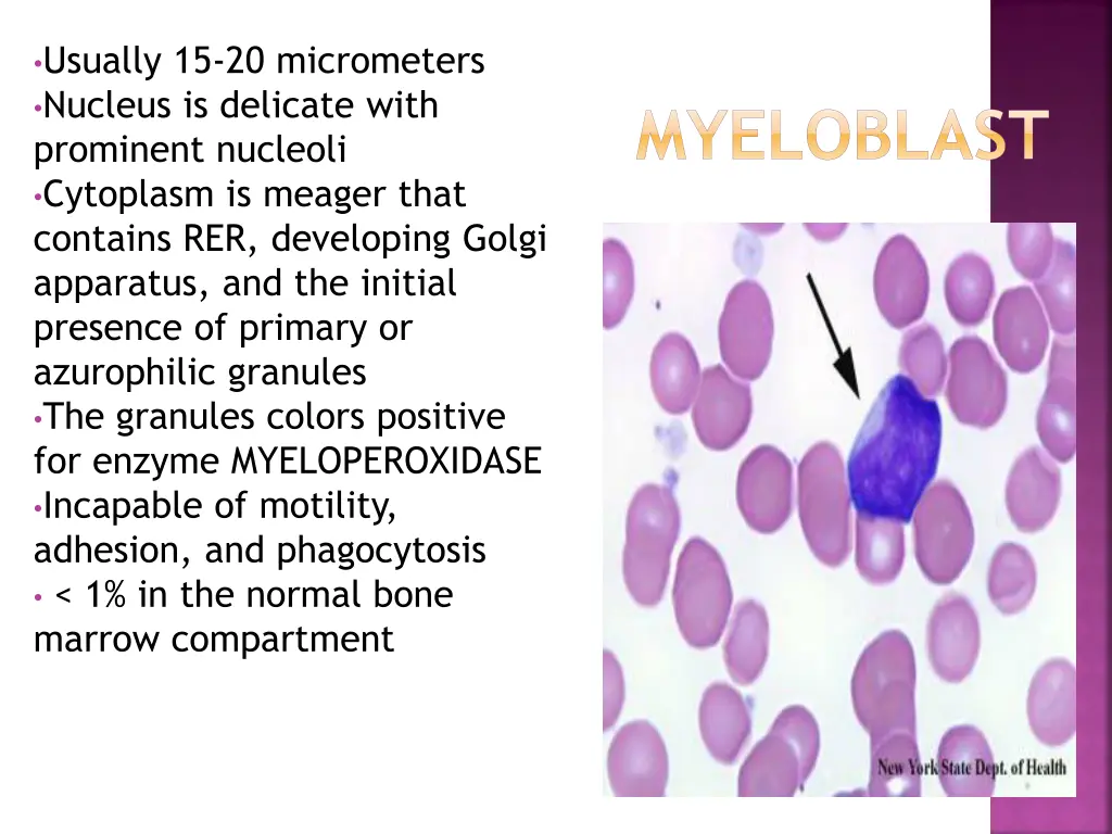 usually 15 20 micrometers nucleus is delicate