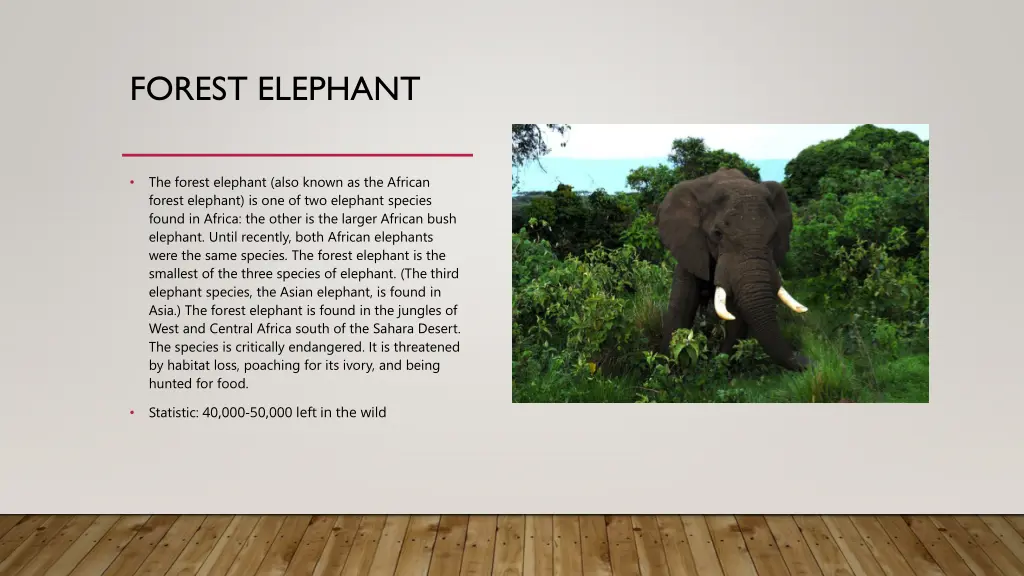 forest elephant