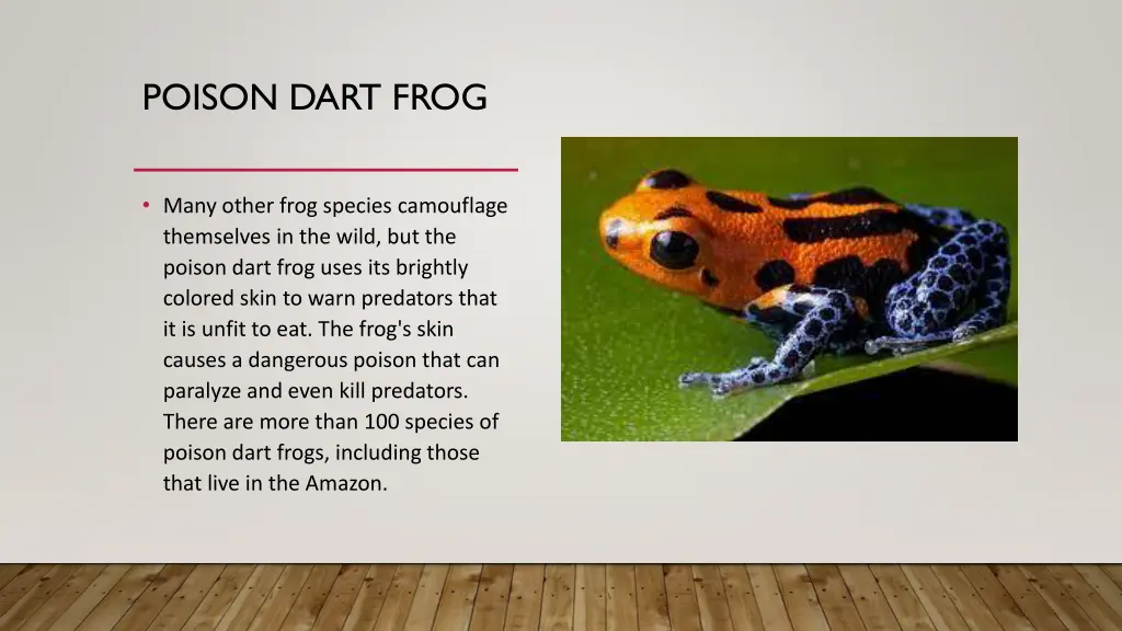 poison dart frog