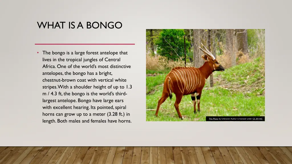 what is a bongo