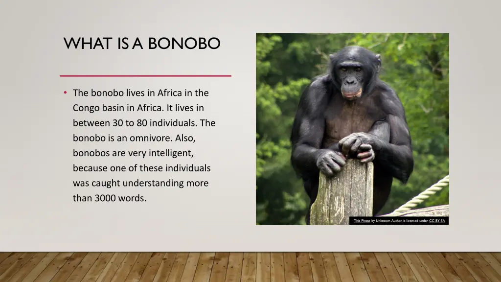 what is a bonobo