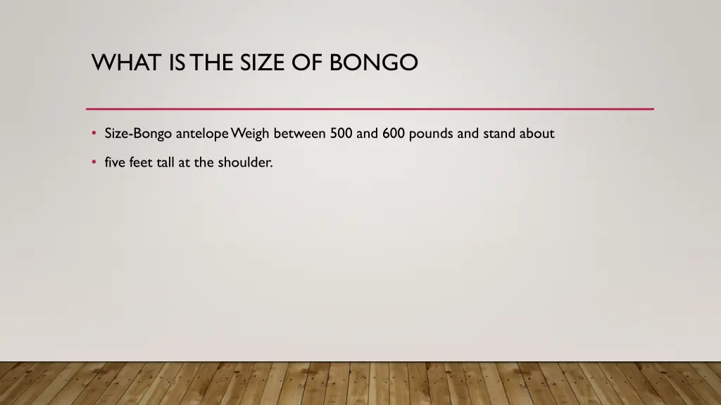 what is the size of bongo