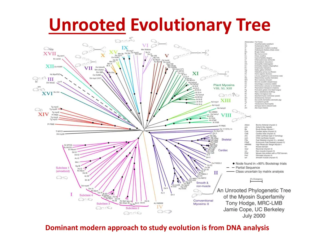 unrooted evolutionary tree