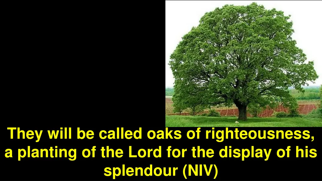 they will be called oaks of righteousness