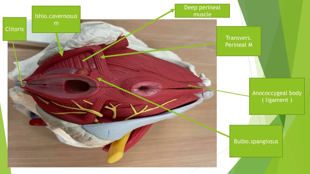 deep perineal muscle