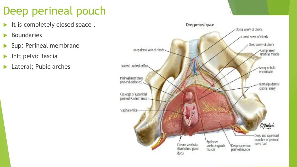 deep perineal pouch