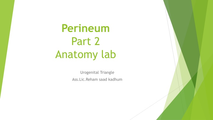 perineum part 2 anatomy lab