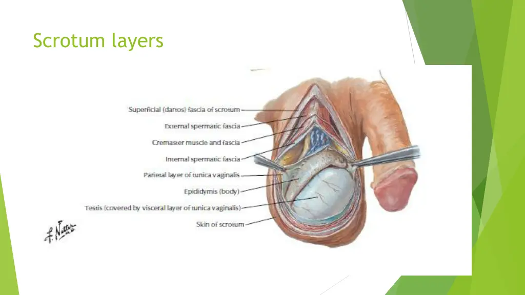 scrotum layers