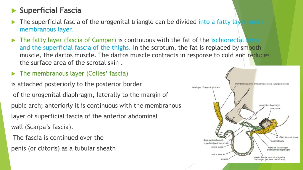 superficial fascia