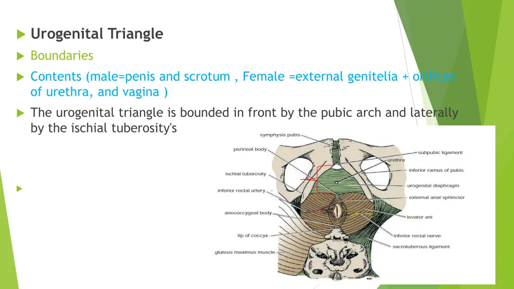 urogenital triangle