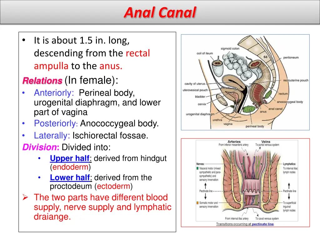 anal canal