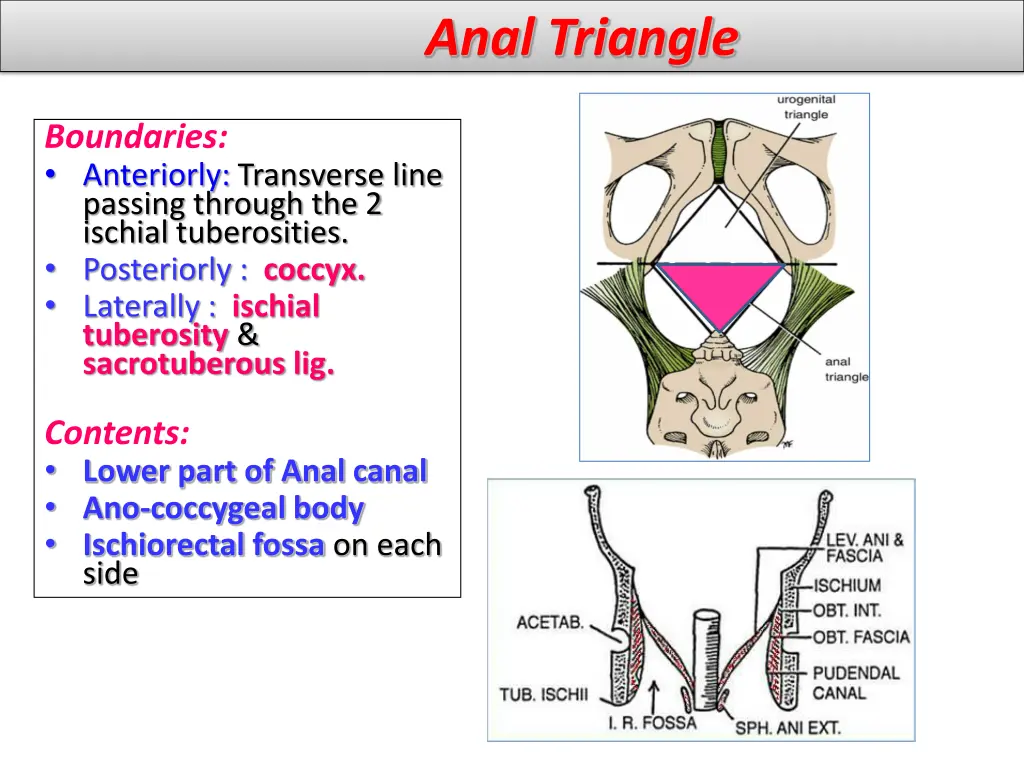 anal triangle