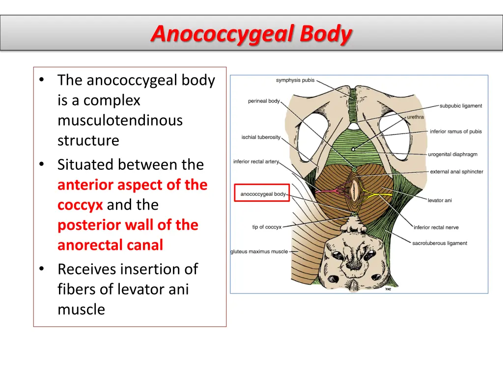 anococcygeal body