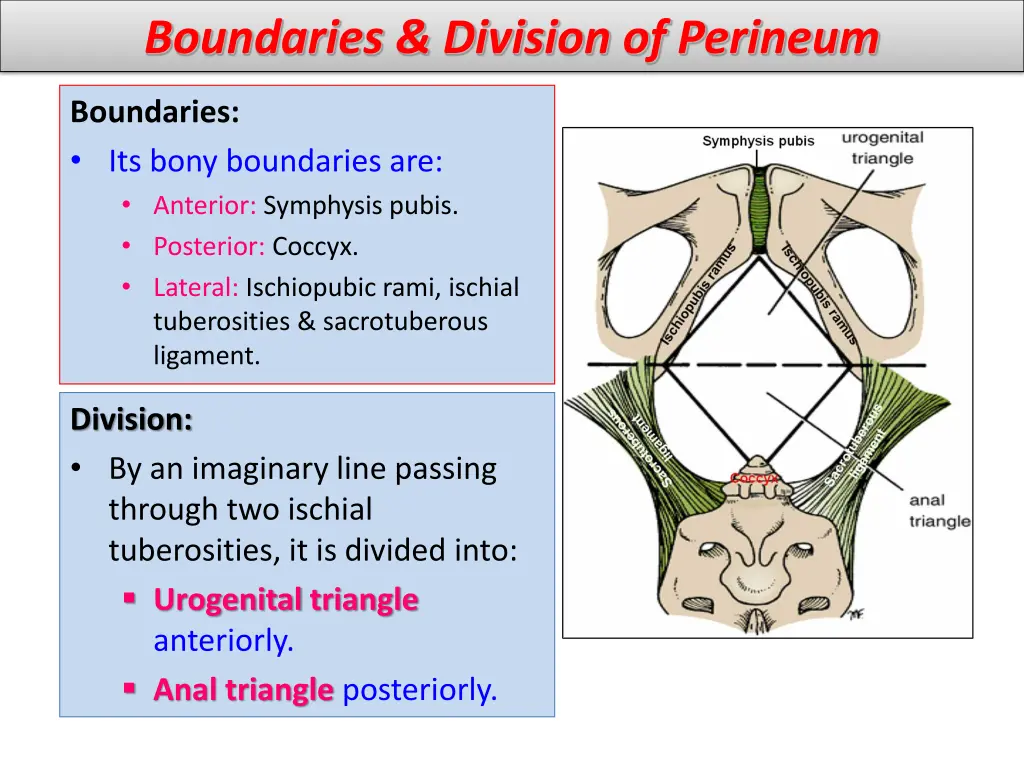 boundaries division of perineum