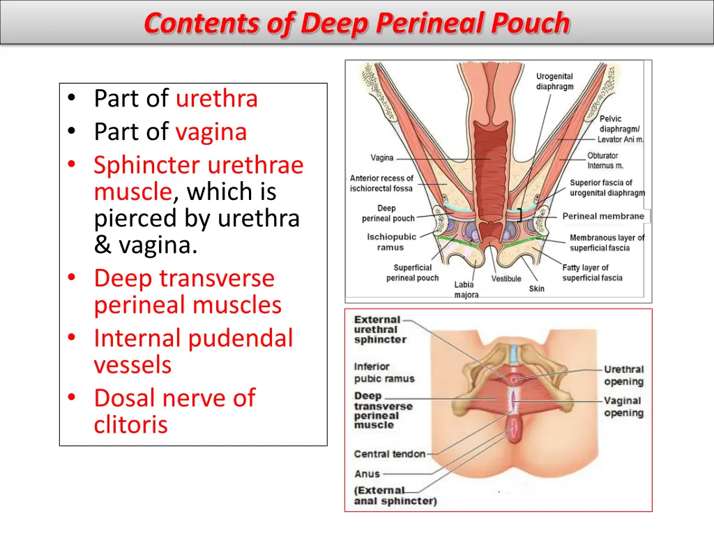 contents of deep perineal pouch