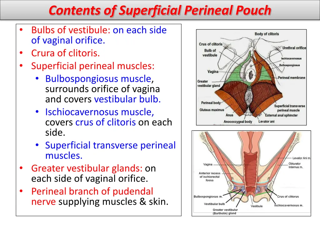 contents of superficial perineal pouch