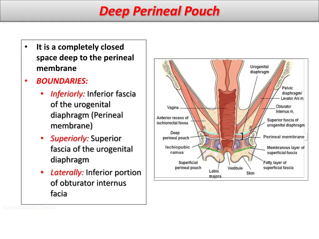 deep perineal pouch