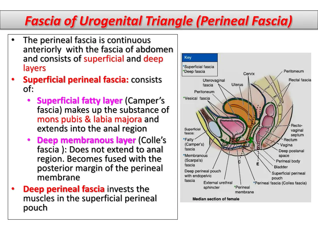 fascia of urogenital triangle perineal fascia