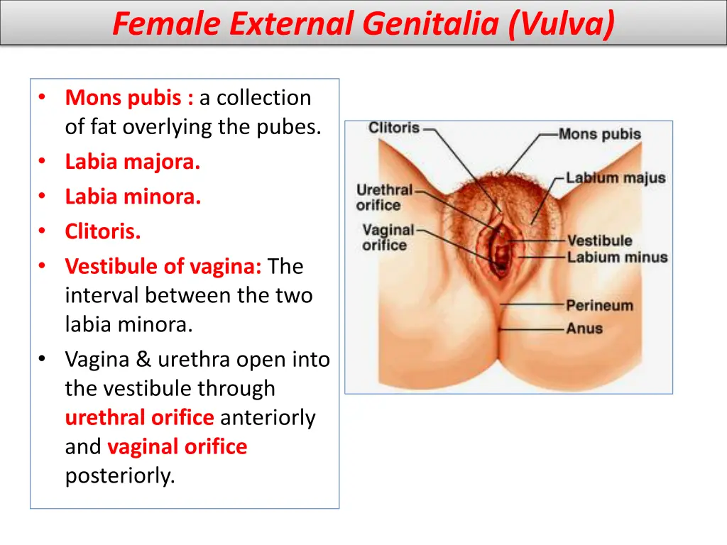 female external genitalia vulva