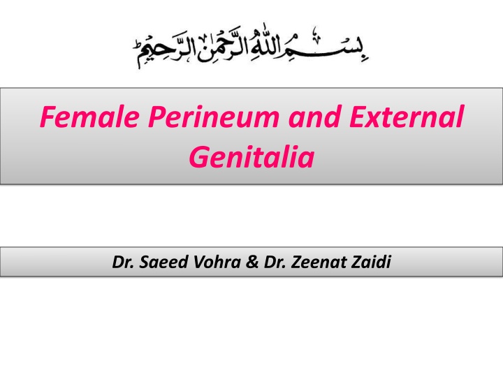 female perineum and external genitalia