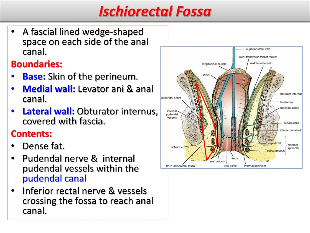 ischiorectal fossa