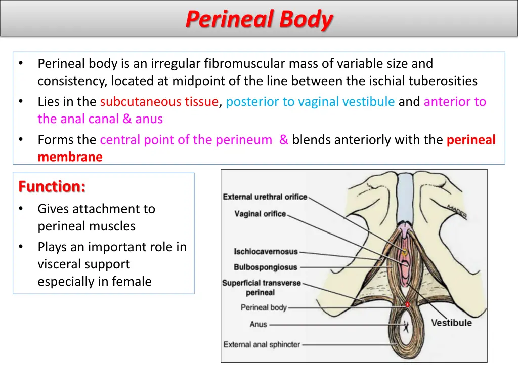 perineal body