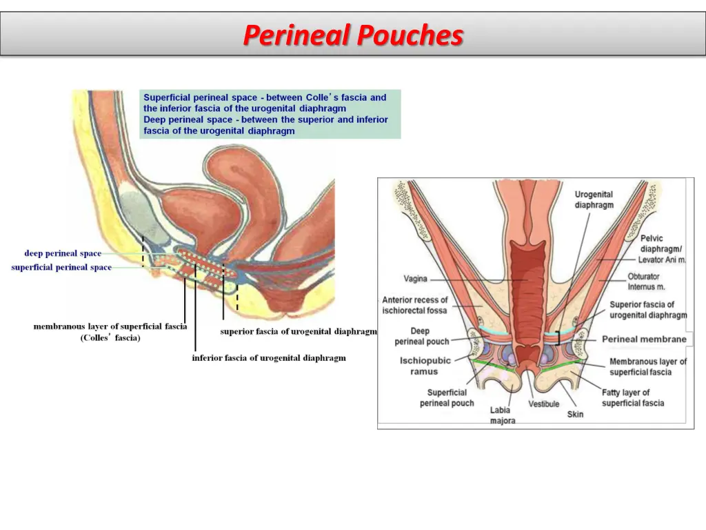 perineal pouches