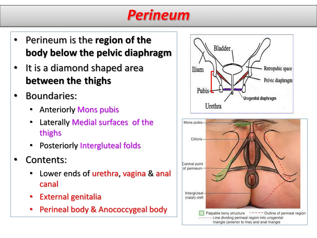 perineum