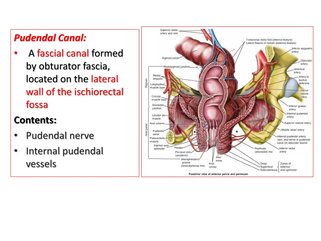 pudendal canal a fascial canal formed