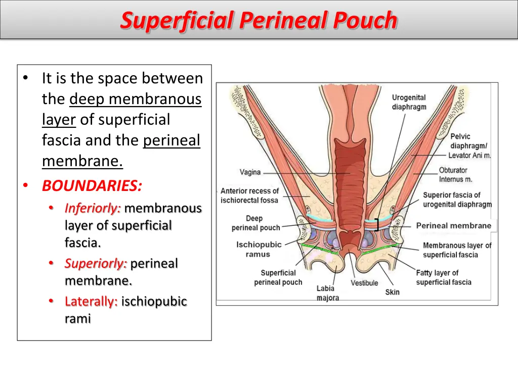 superficial perineal pouch