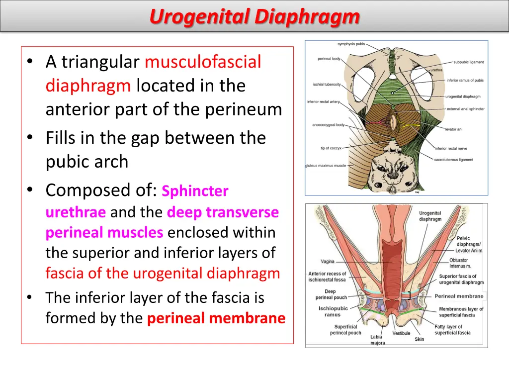 urogenital diaphragm