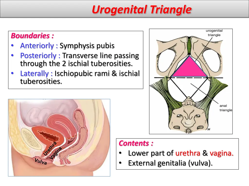 urogenital triangle