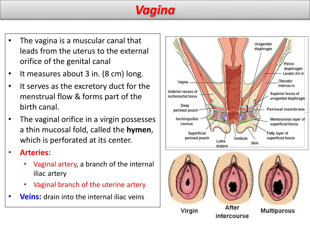 vagina