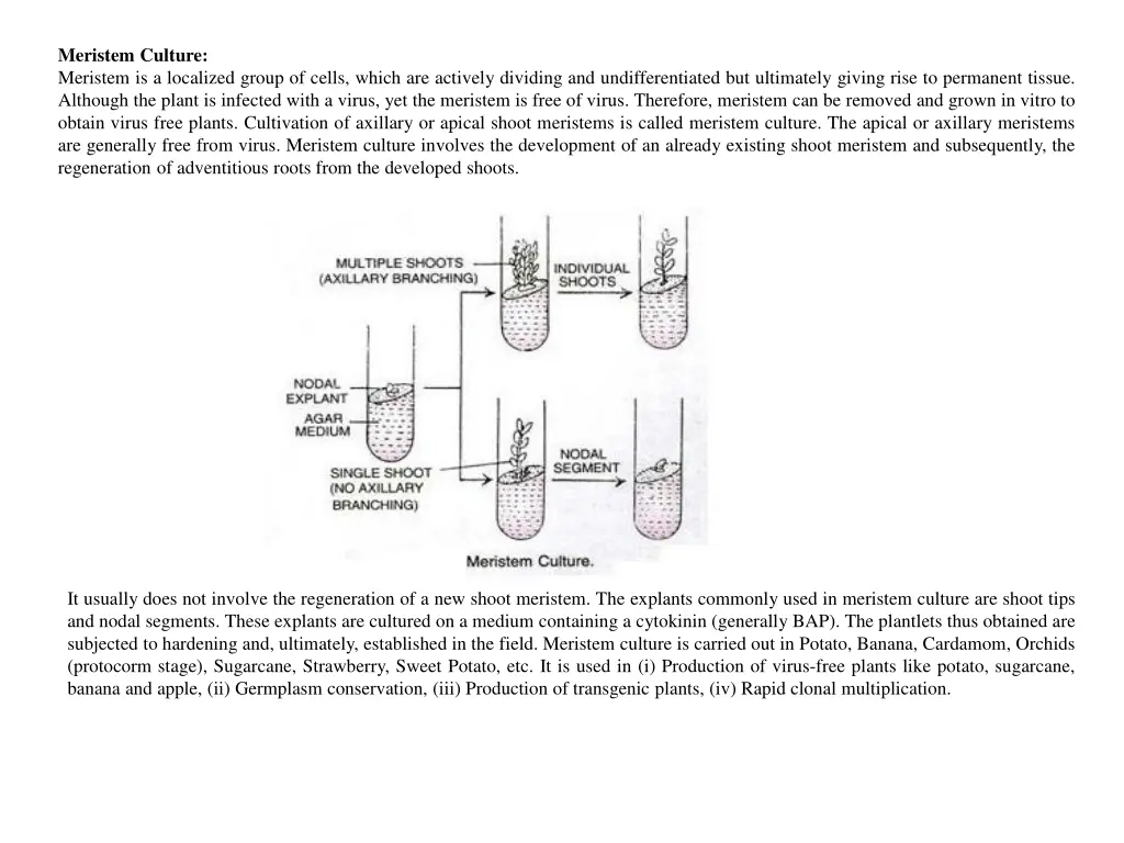 meristem culture meristem is a localized group