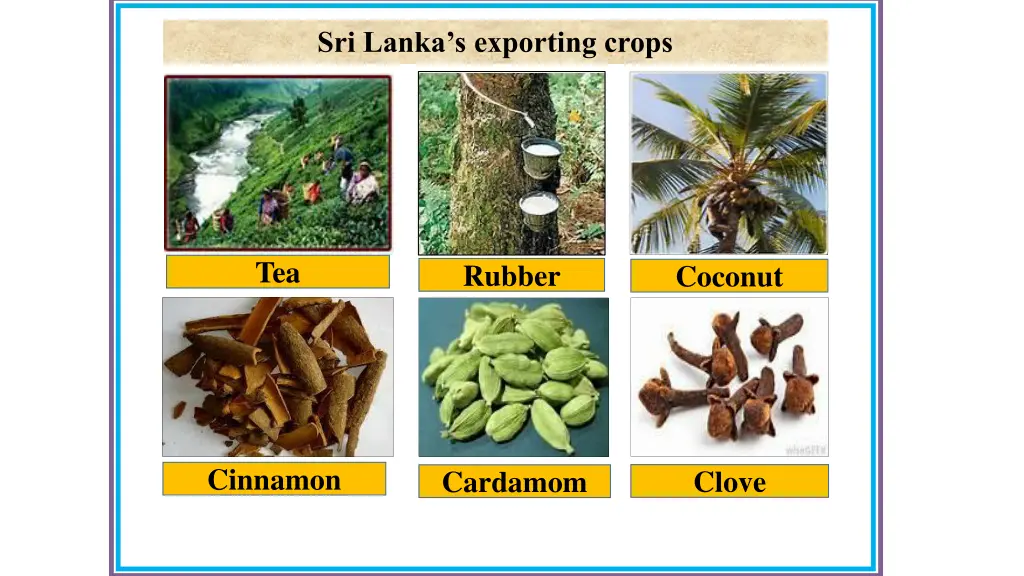 sri lanka s exporting crops