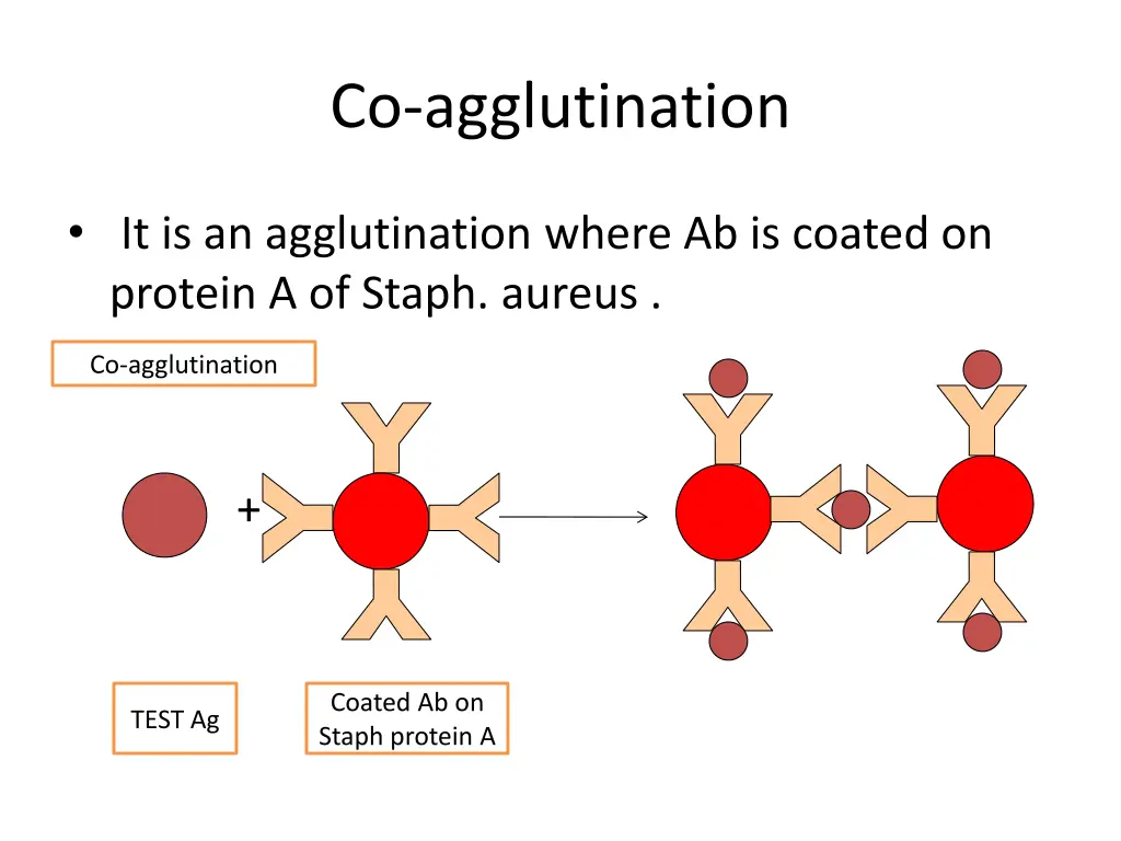 co agglutination 1