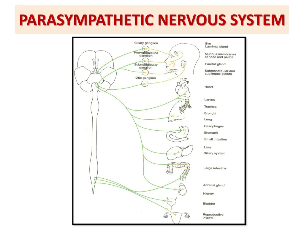 parasympathetic nervous system 1