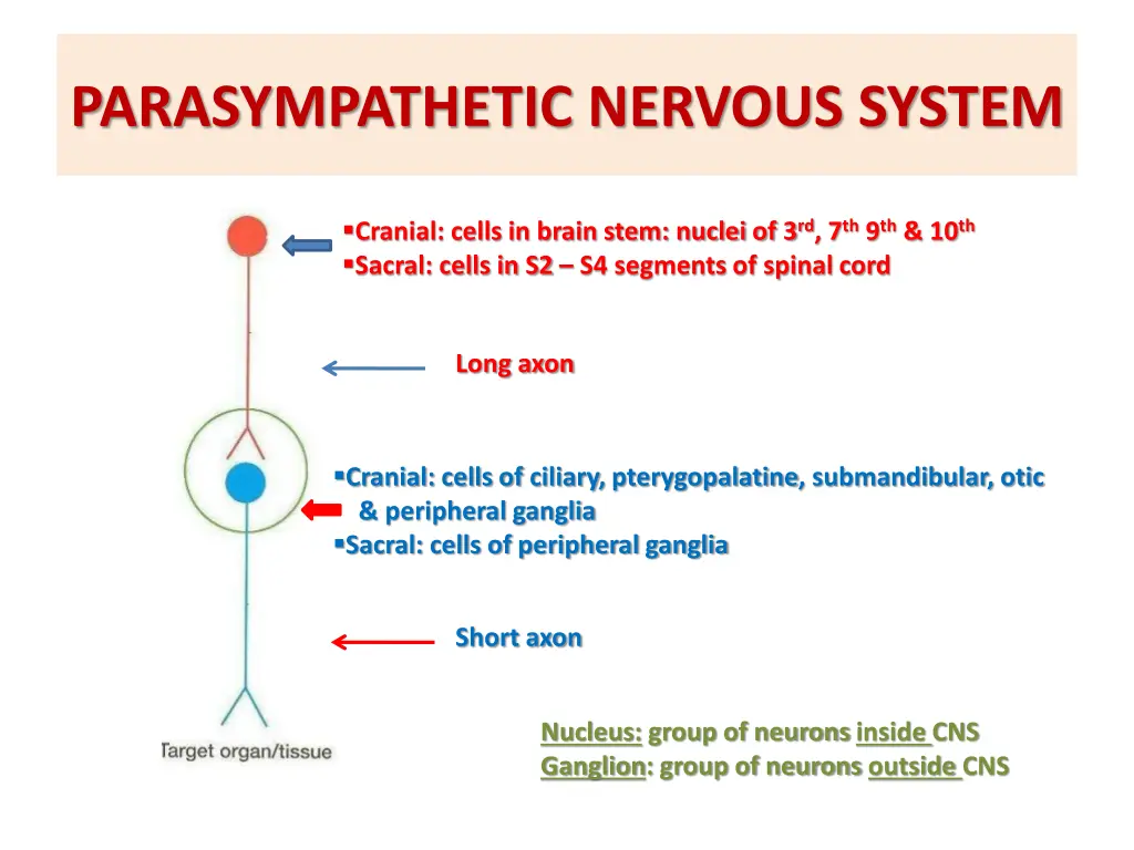 parasympathetic nervous system