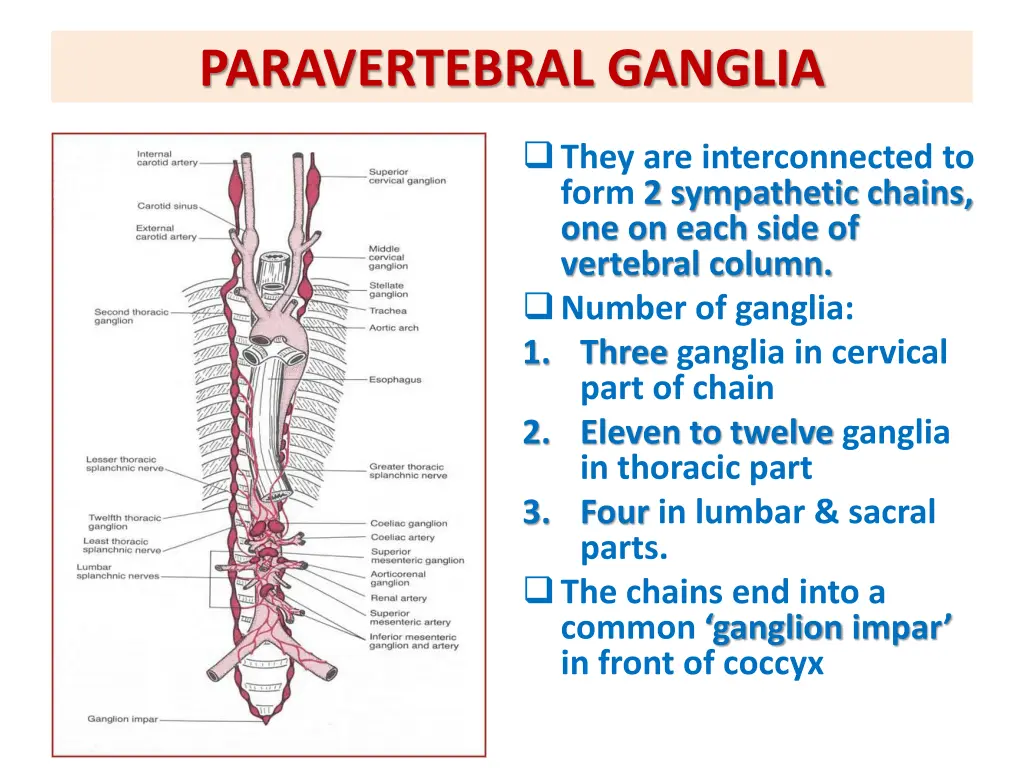 paravertebral ganglia