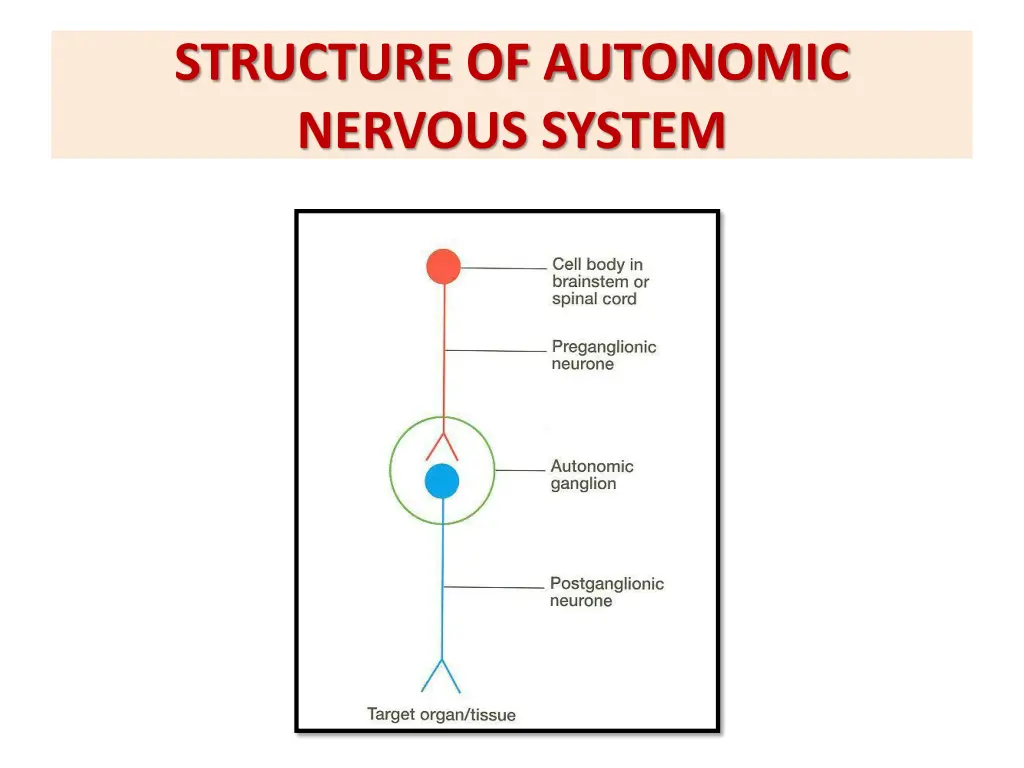 structure of autonomic nervous system