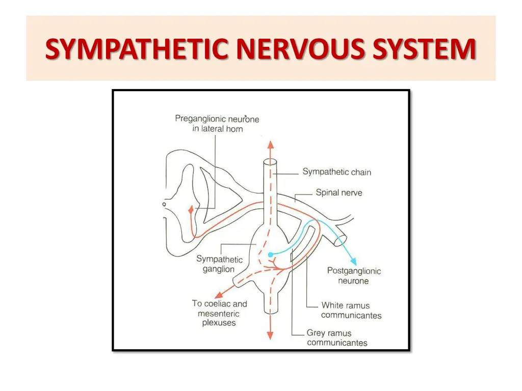 sympathetic nervous system 1