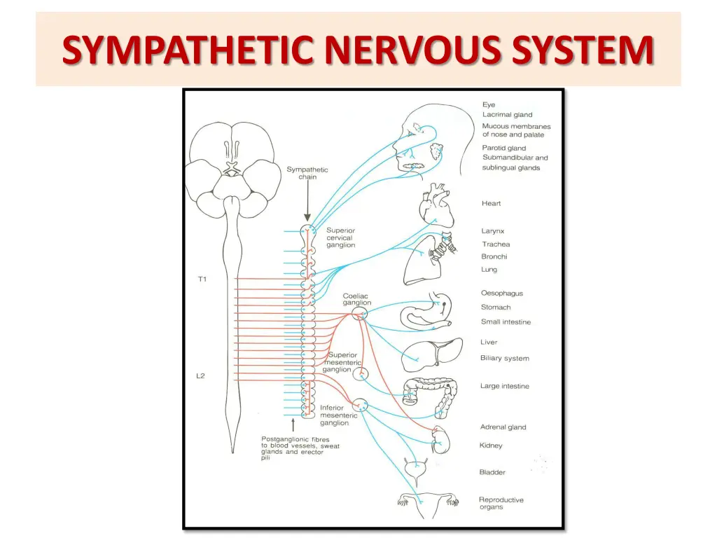 sympathetic nervous system 2