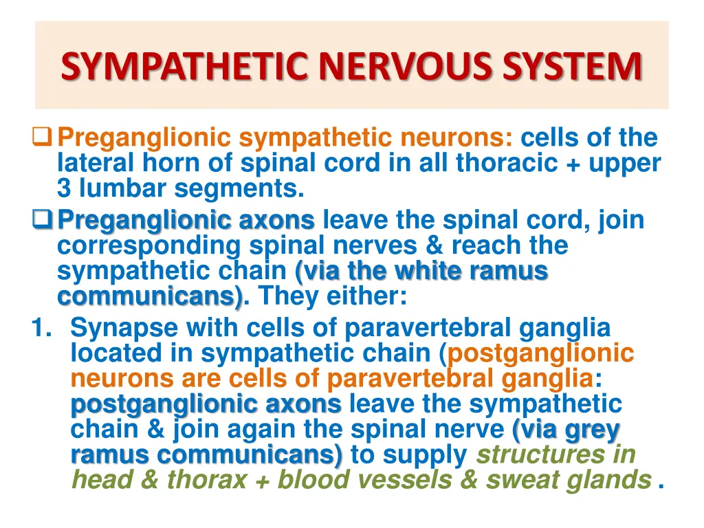 sympathetic nervous system 3