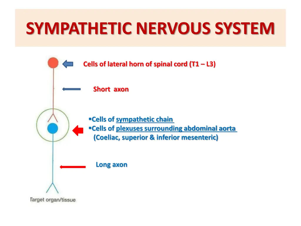 sympathetic nervous system